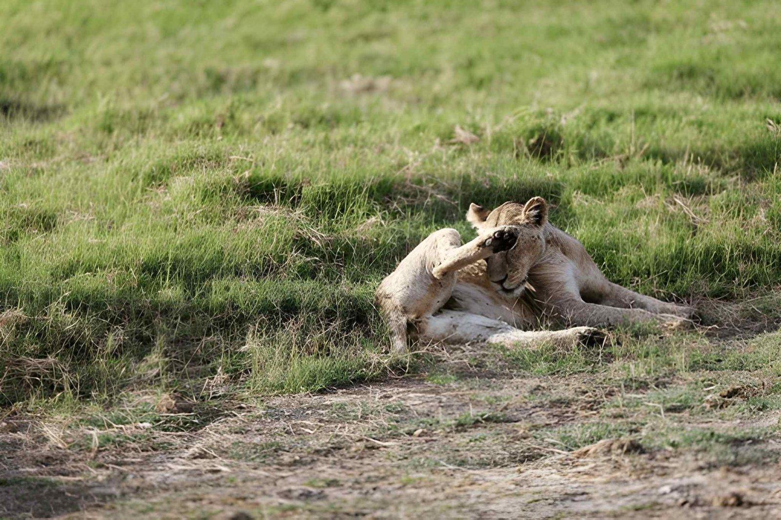 Wild Eagle Trails 2 Days Amboseli Safari | Nyati Camp Budget Tour