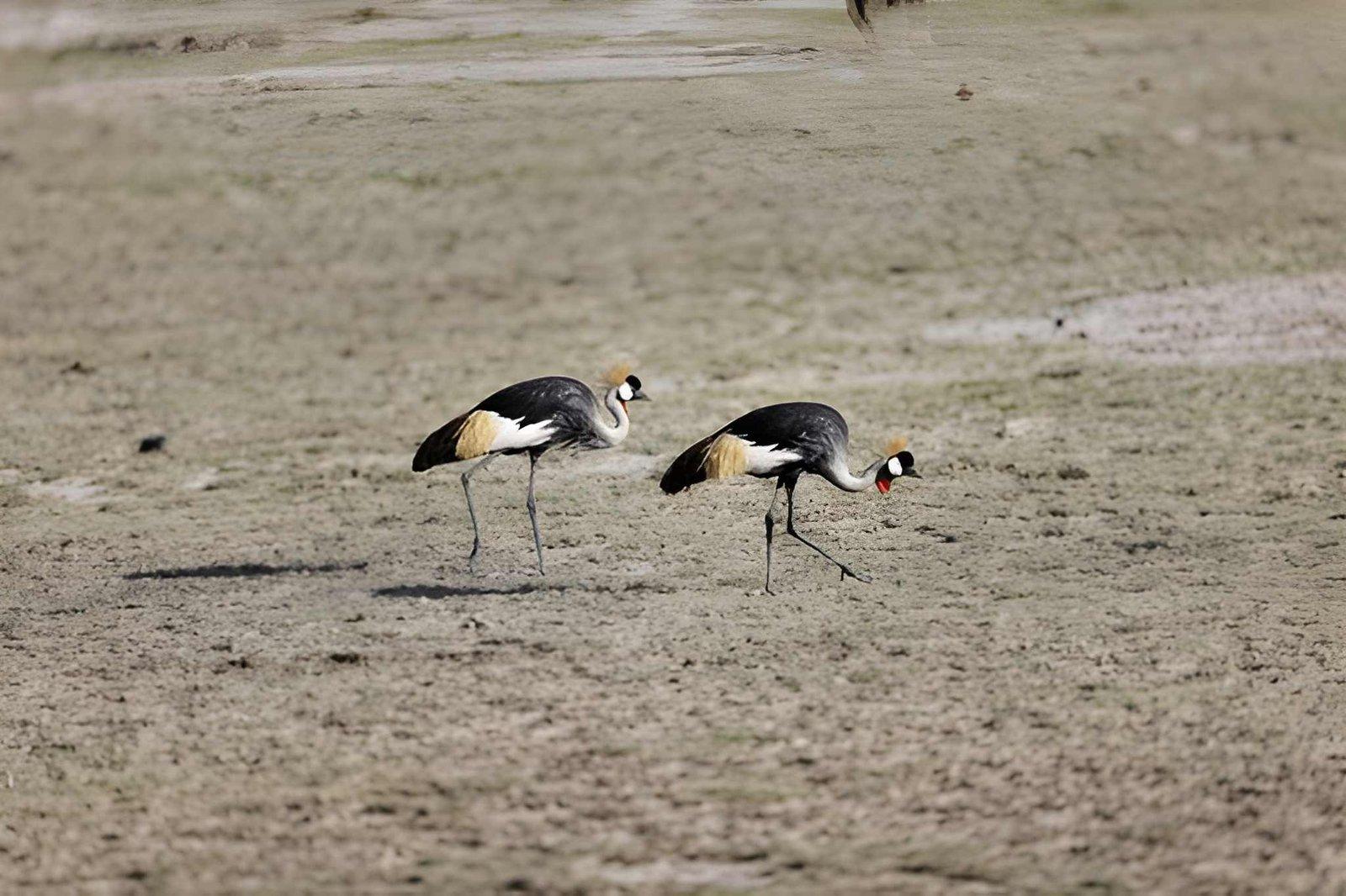 Wild Eagle Trails 2 Days Amboseli Safari | Nyati Camp Budget Tour