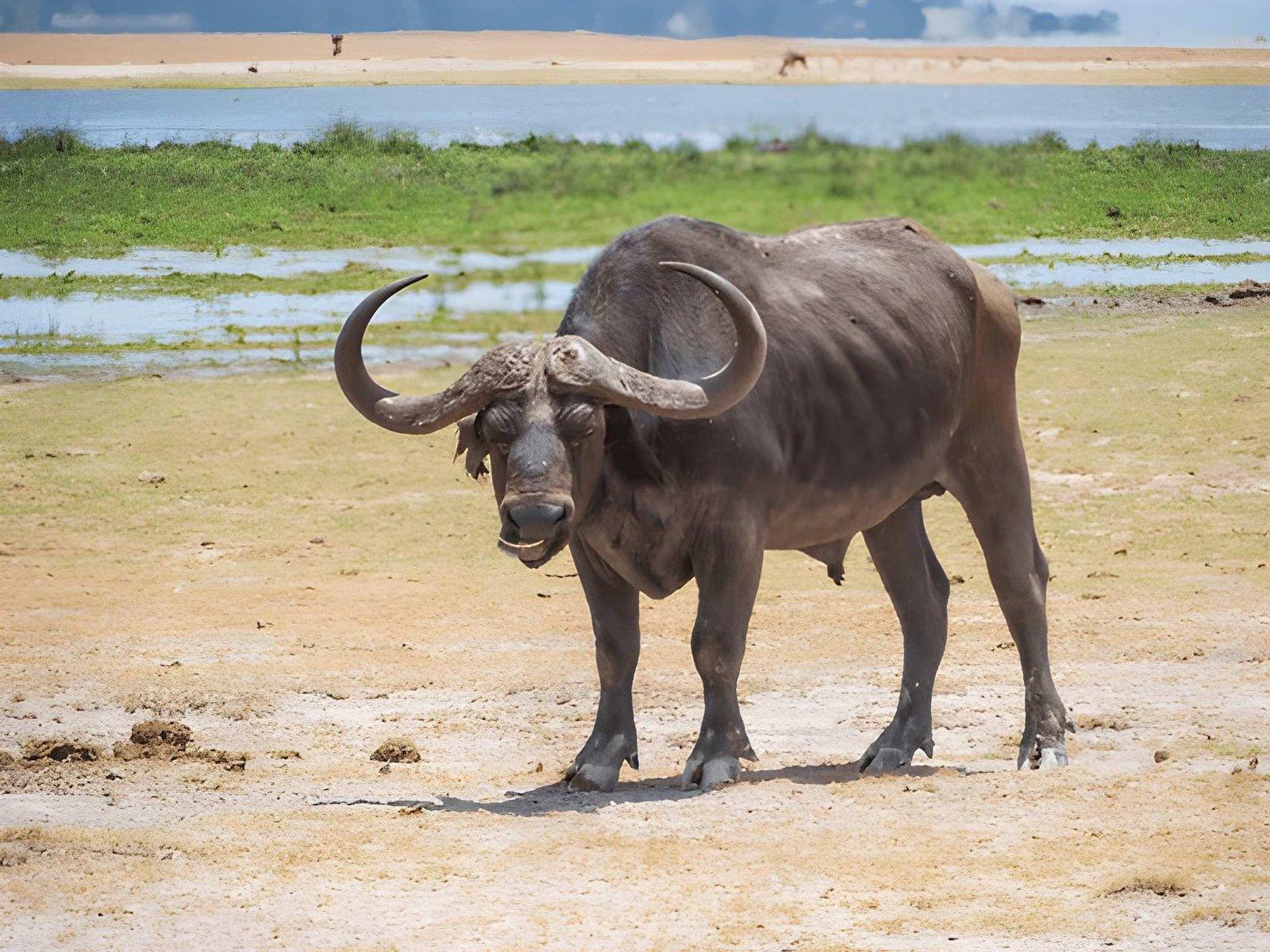 Wild Eagle Trails 3 Days Amboseli Budget Safari | Osuta Camp Kenya