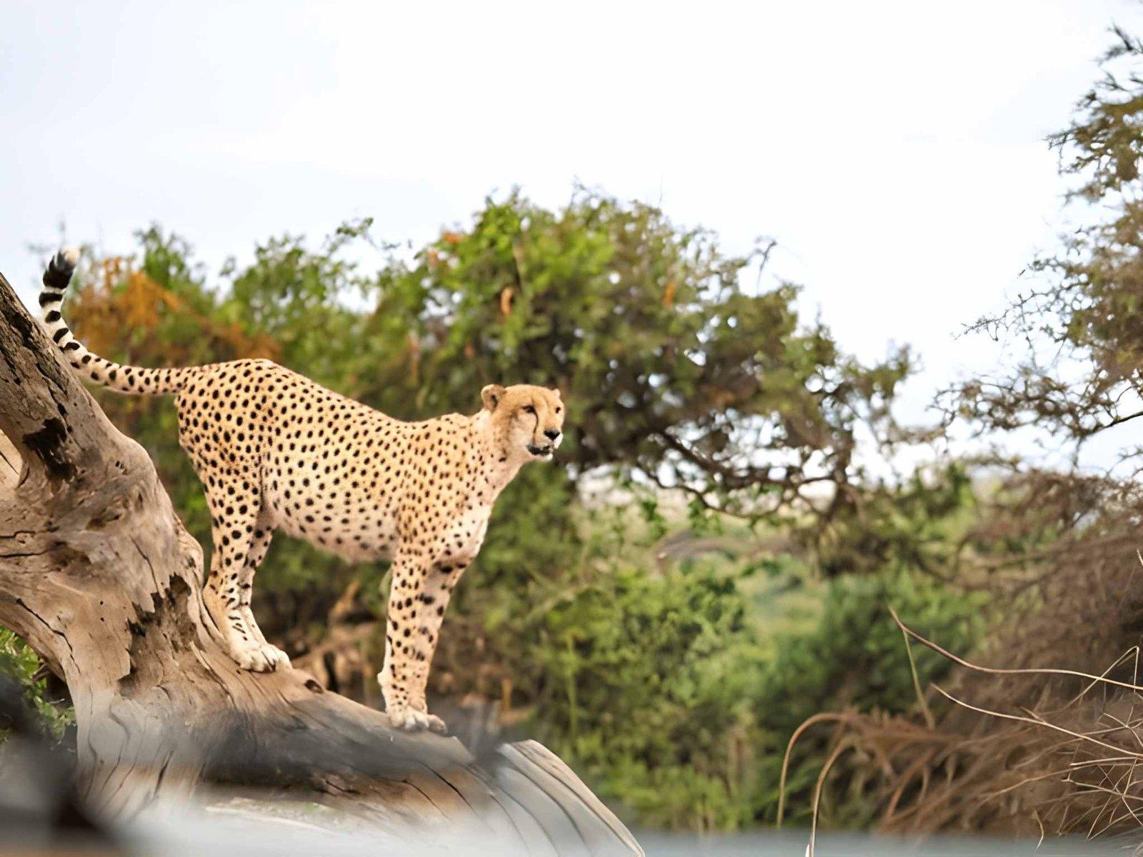 3 Days Amboseli Safari | Kimana Camp & Sanctuary