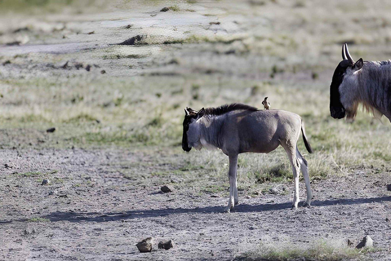 Wild Eagle Trails 3 Days Amboseli Safari | Kimana Camp & Sanctuary