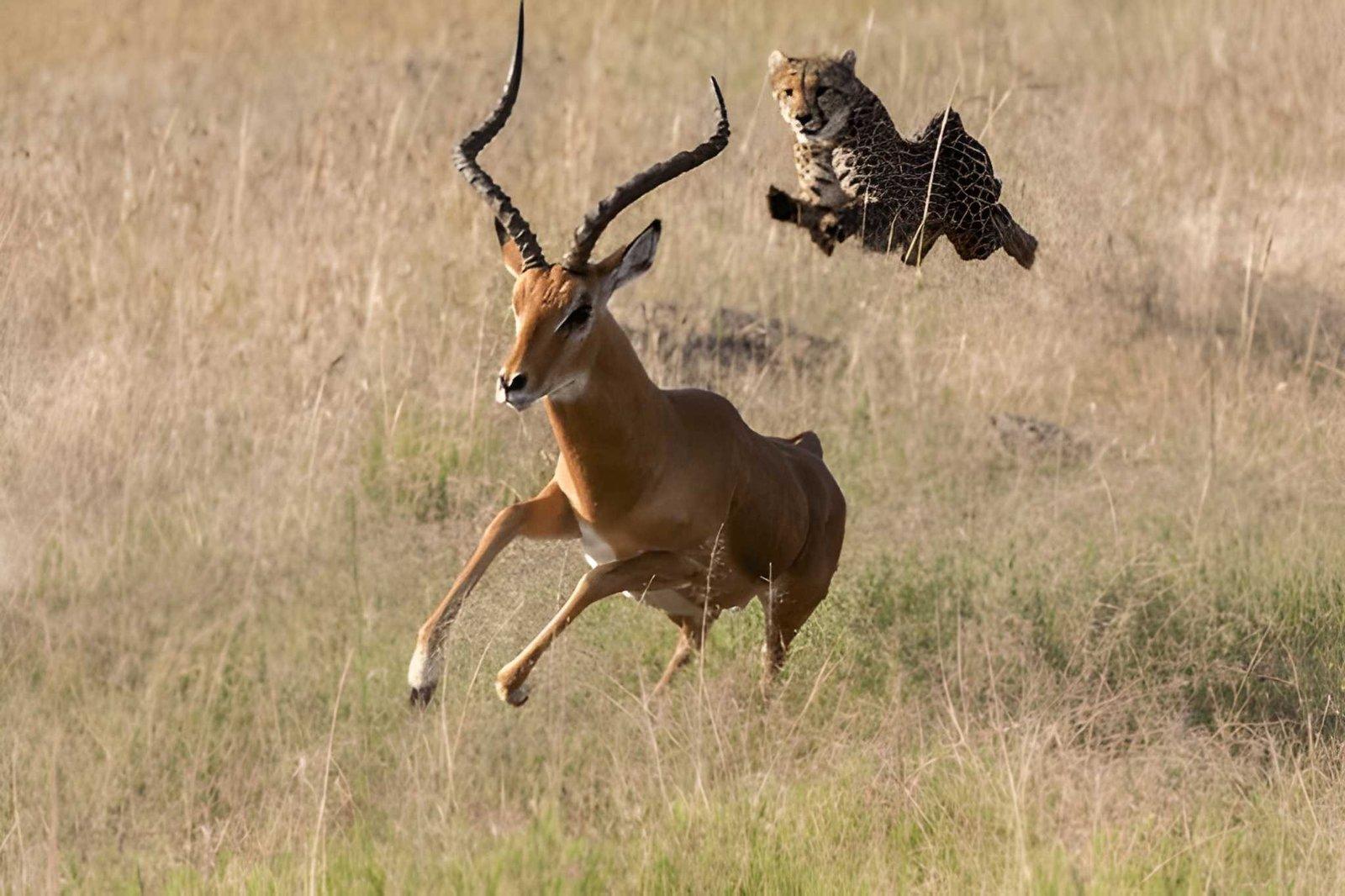 Wild Eagle Trails 3 Days Masai Mara Safari | Budget Safari Tours Kenya