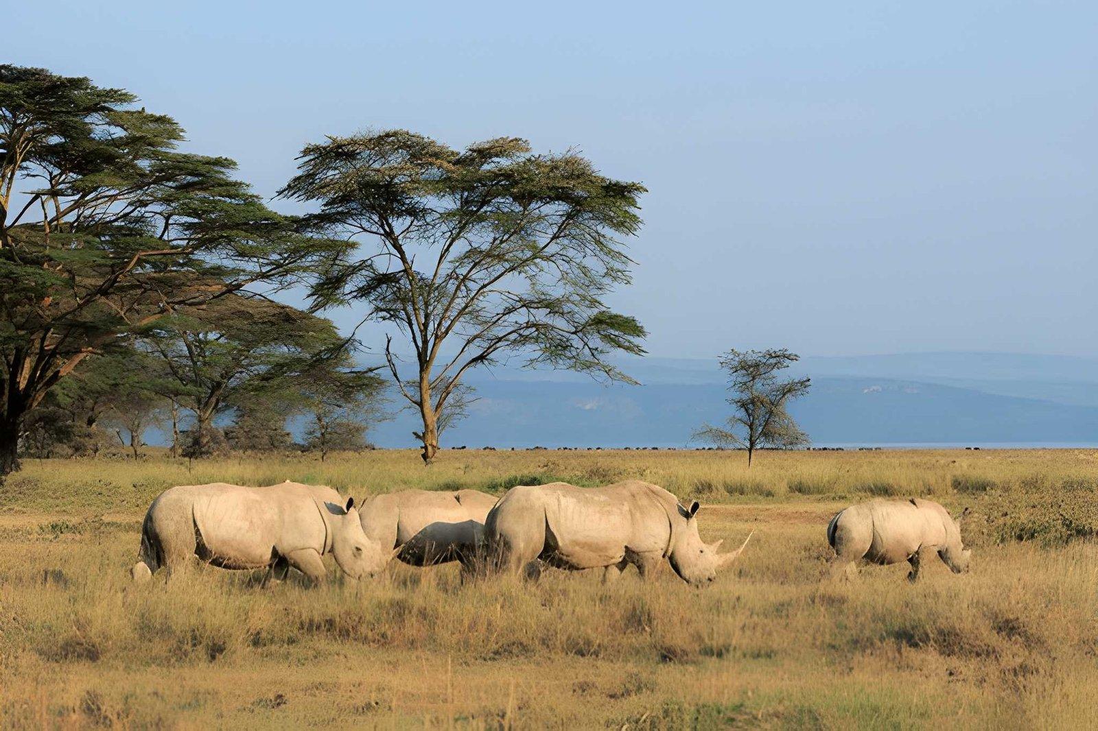 Wild Eagle Trails 4 Days Masai Mara & Lake Nakuru Safari | Kenya Tours