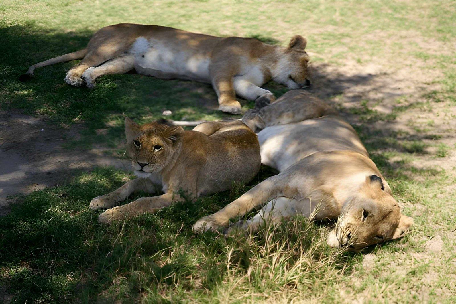 Wild Eagle Trails 4 Days Masai Mara & Lake Nakuru Safari | Kenya Tours
