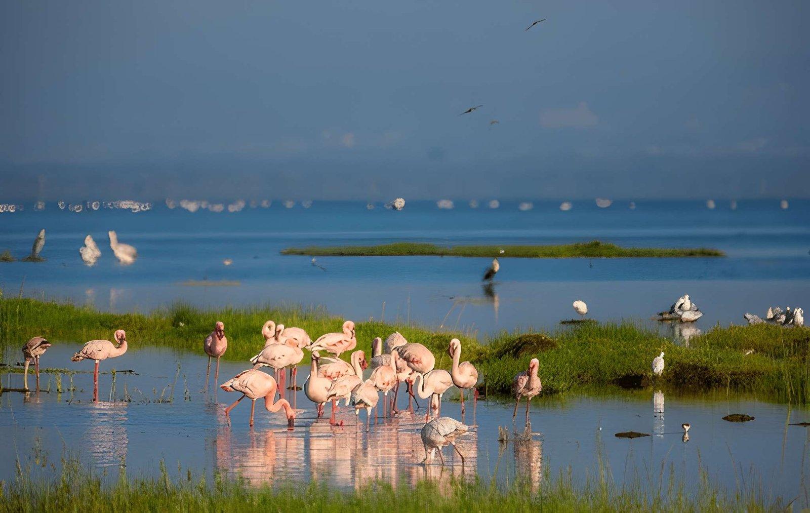 Wild Eagle Trails 4 Days Masai Mara & Lake Nakuru Safari | Kenya Tours