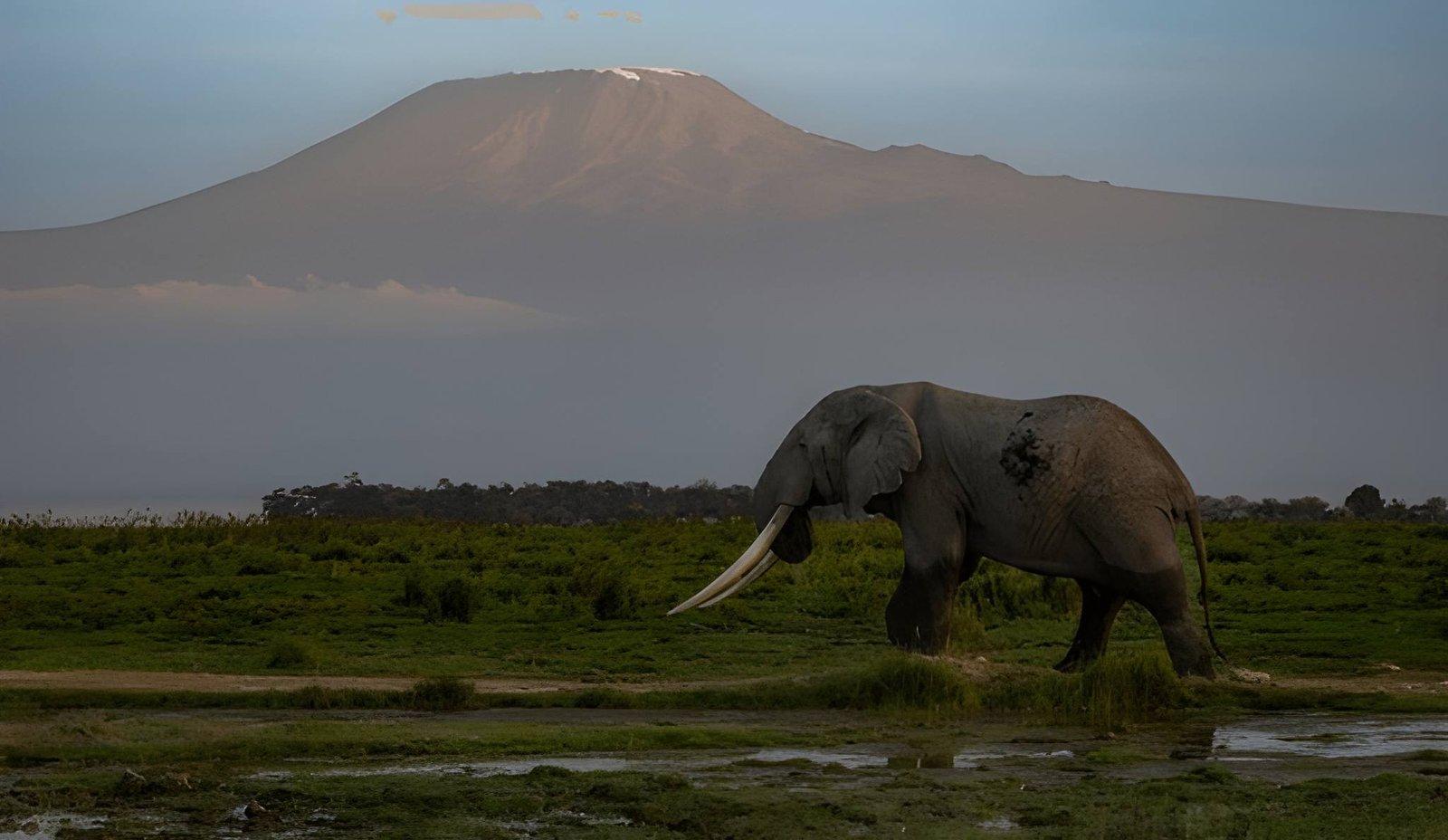 6 Days Kenya Safari | Mara, Nakuru & Amboseli Tour