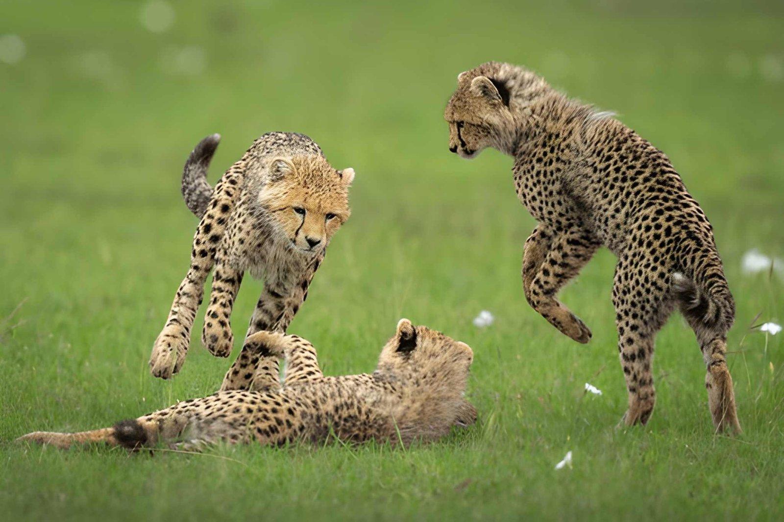 Wild Eagle Trails 6 Days Kenya Safari | Mara, Nakuru & Amboseli Tour