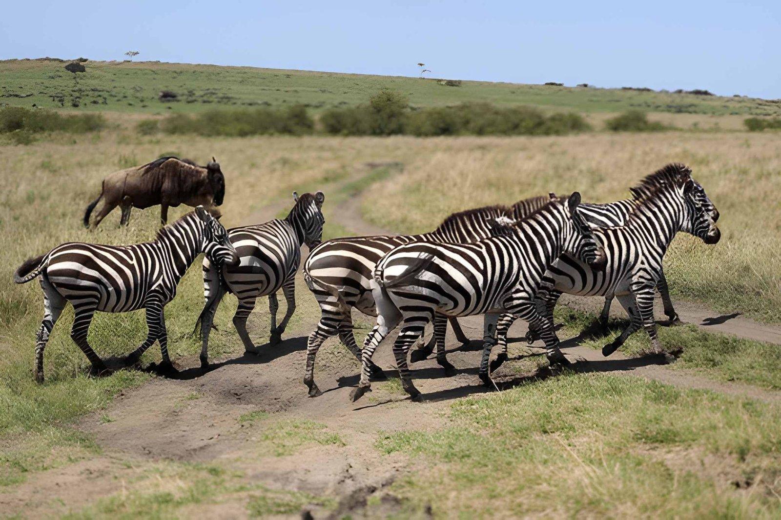 Wild Eagle Trails 6 Days Kenya Safari | Mara, Nakuru & Amboseli Tour