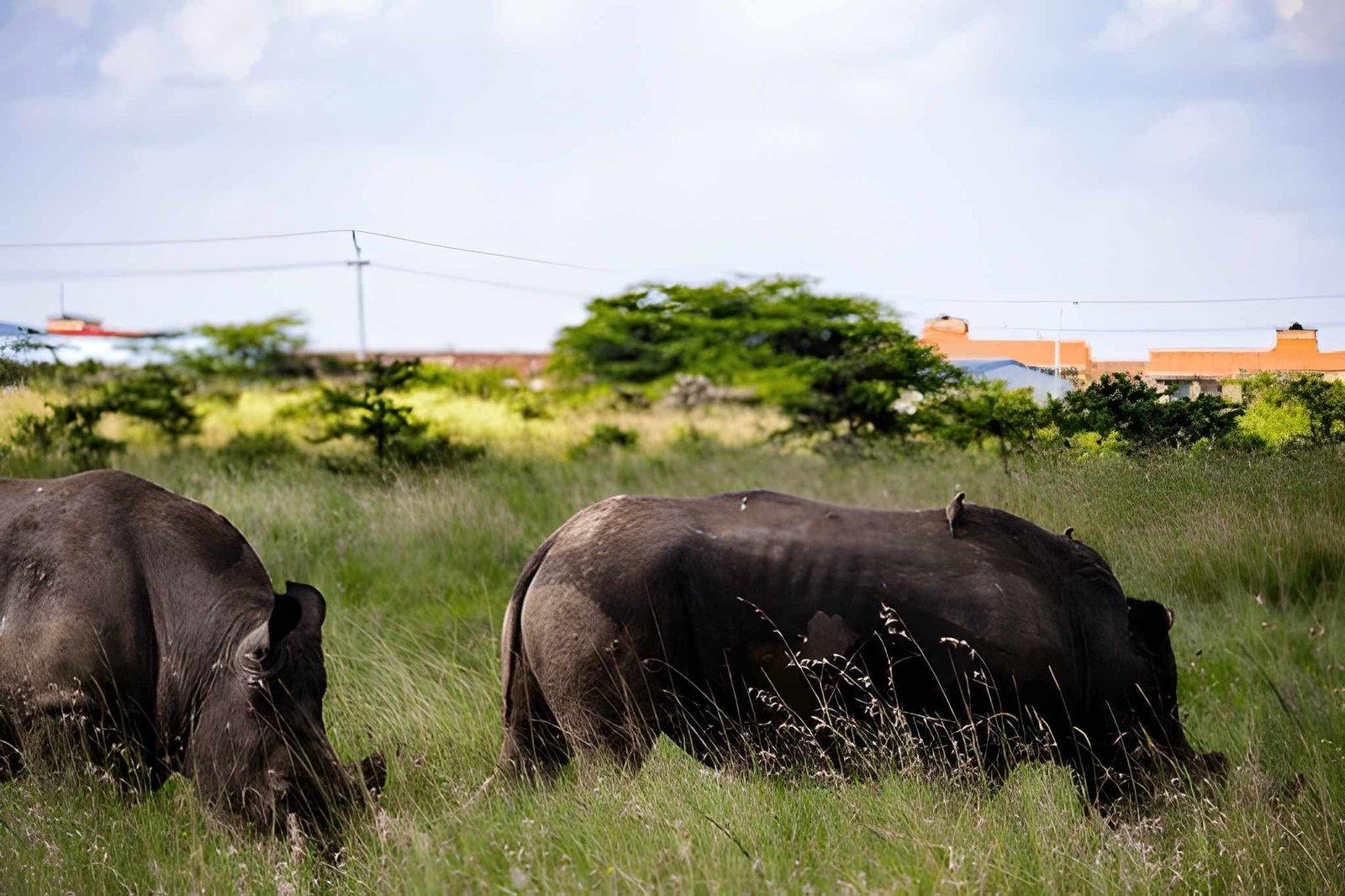 Nairobi National Park & Giraffe Centre Tour | Group Safari
